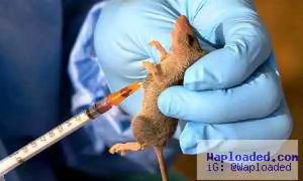 First Case Of Lassa Fever Confirmed In Lagos